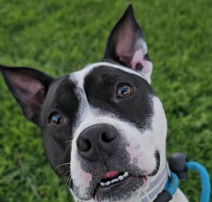 Photo of Petey