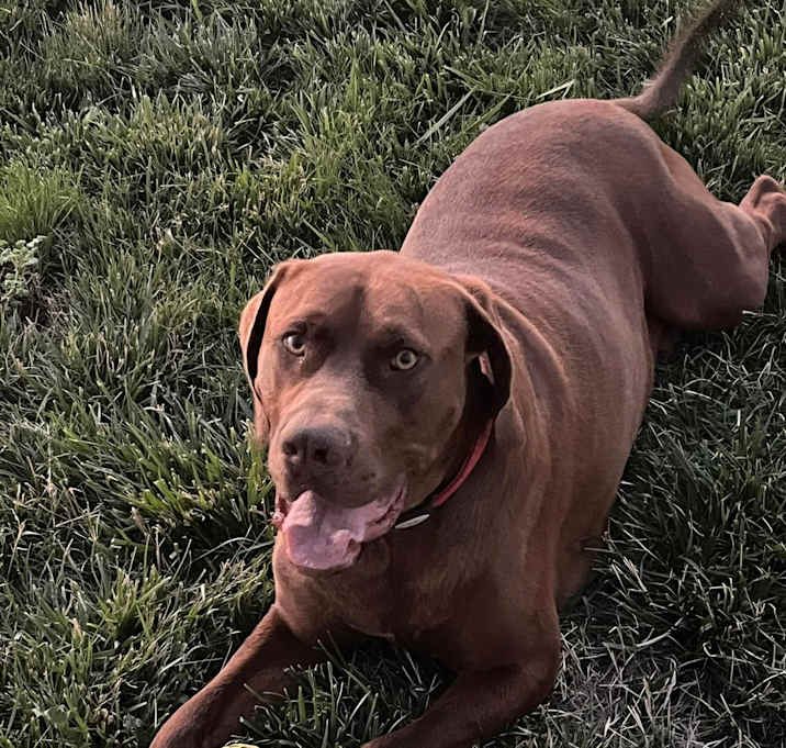 Photo of Buster