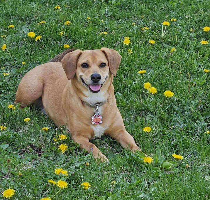 Photo of Ladybug