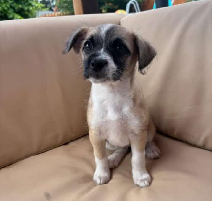 Photo of Lily