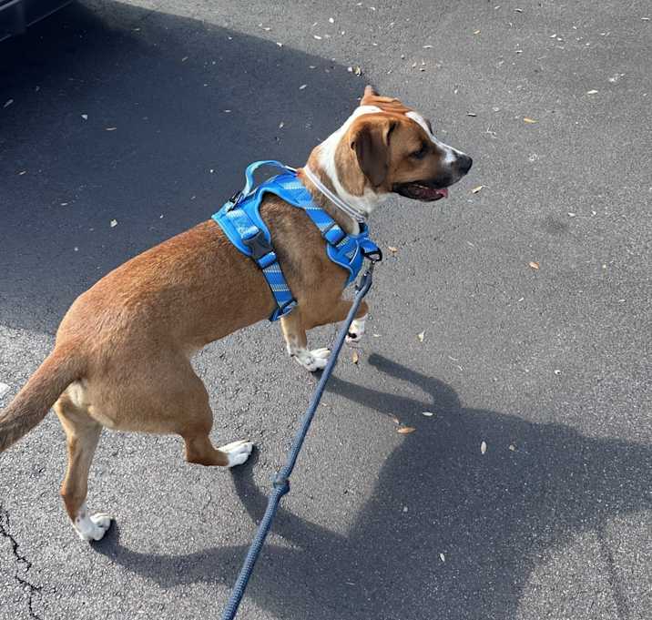 Photo of Dutch (URGENT)