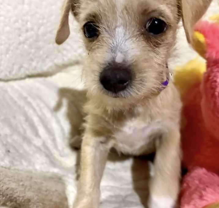 Photo of Willow