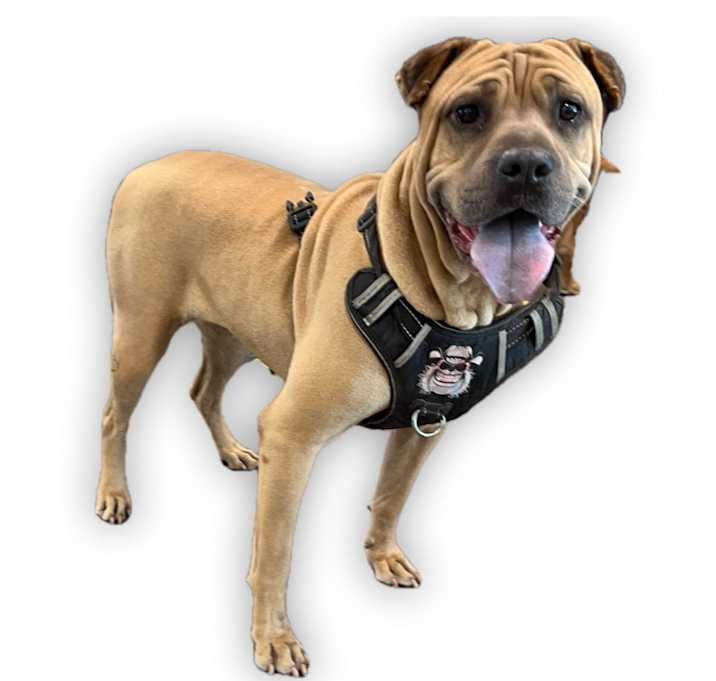 Photo of CHATA