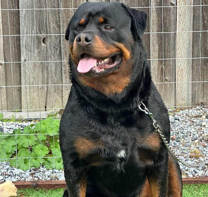 Photo of Bruno