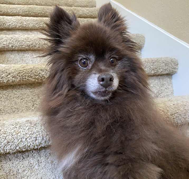Photo of Teddy