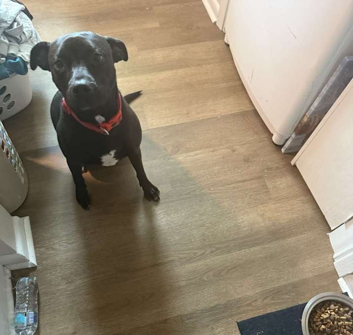 Photo of Poppie