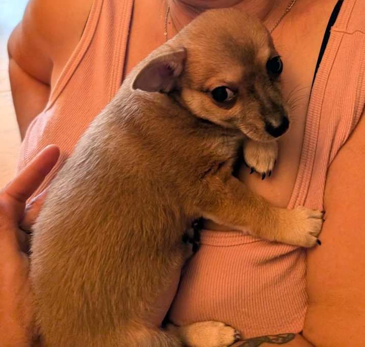 Photo of Taquito
