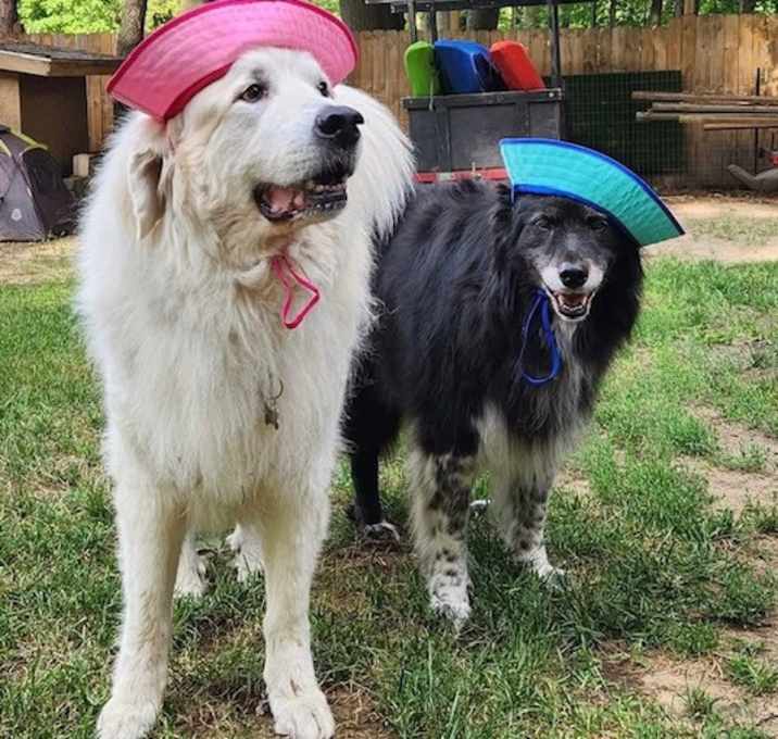 Photo of Molly - Free Spirited Sidekick