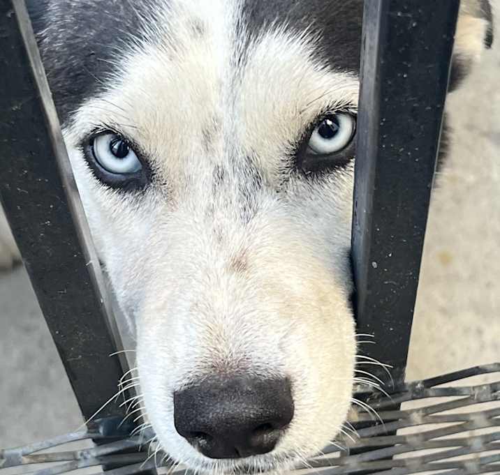 Photo of Skye
