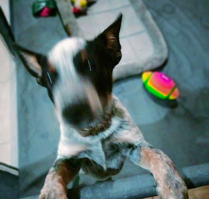 Photo of Rocket