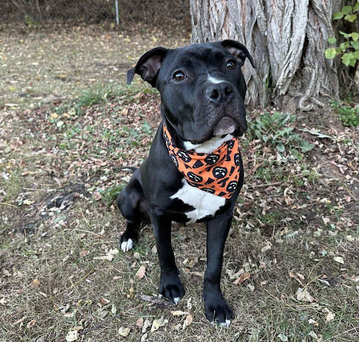 Photo of Ace