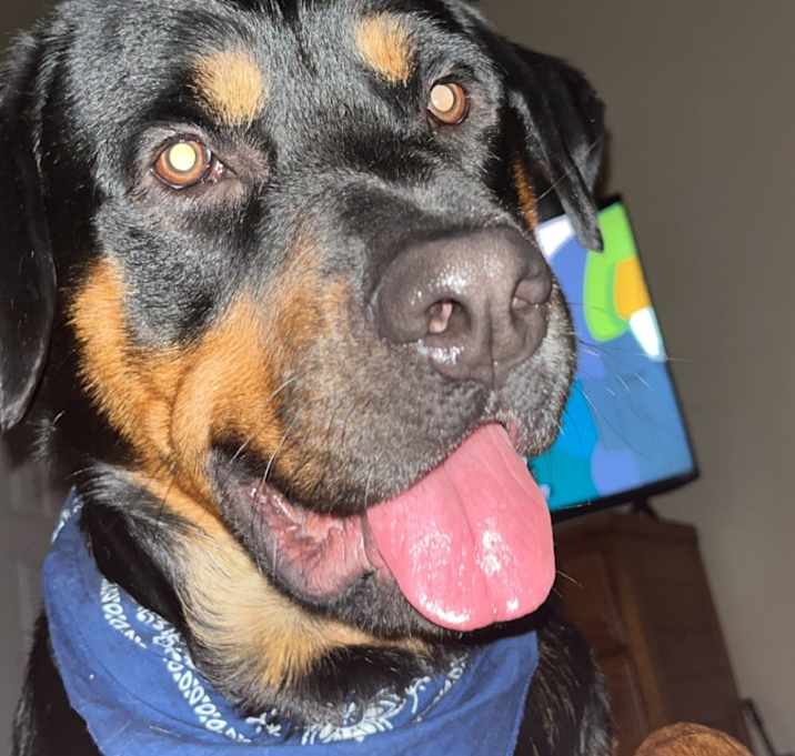 Photo of Shiloh