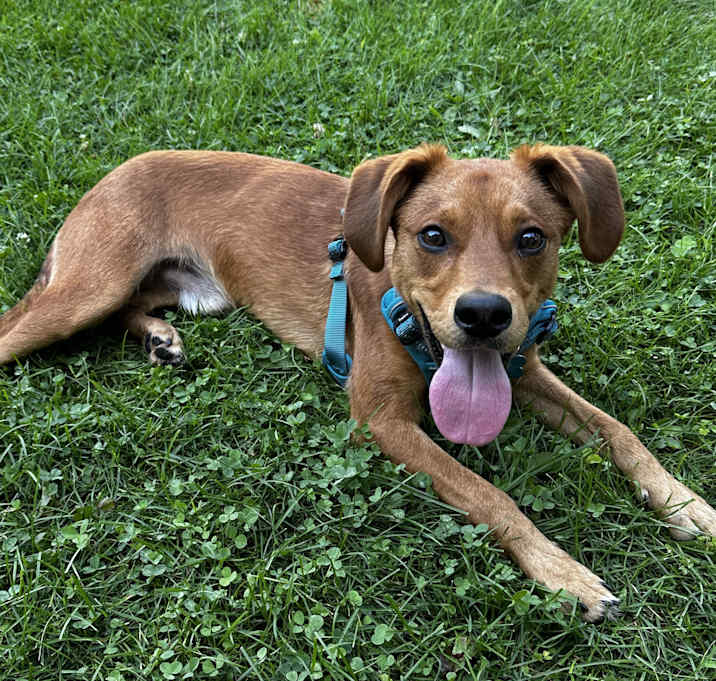 Photo of Rusty