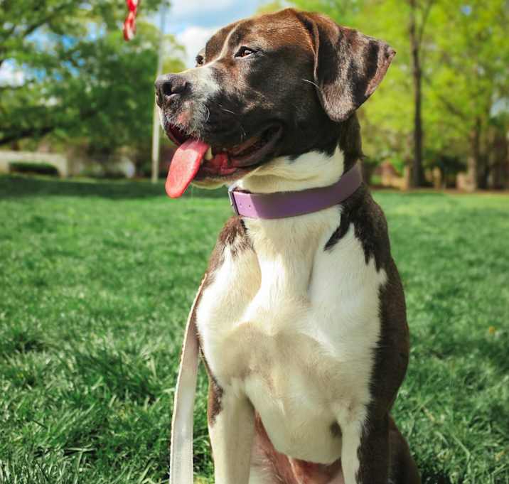 Photo of Willow