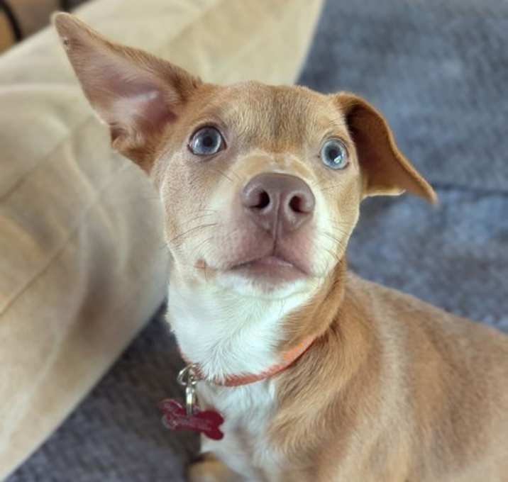Photo of Porter- ADOPTION IN PROCESS