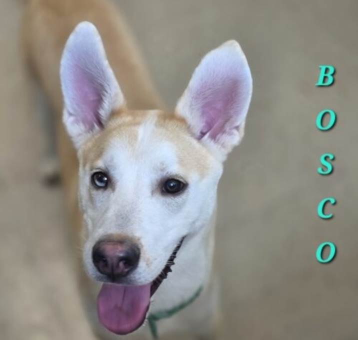Photo of Bosco