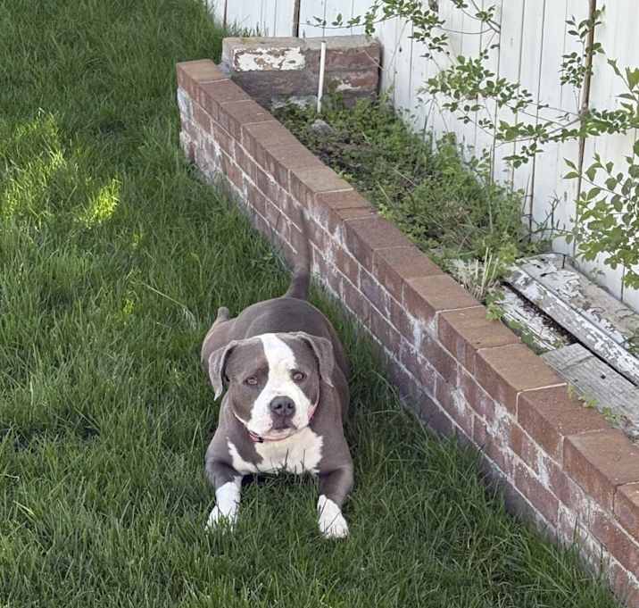Photo of Nala