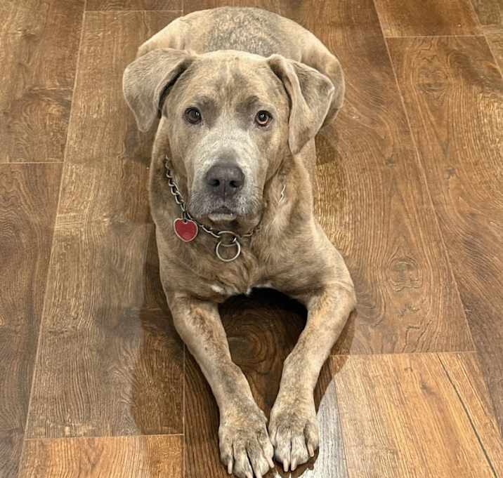 Photo of Archie