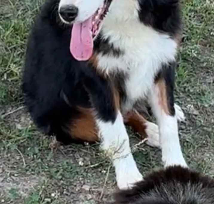Photo of Brandy