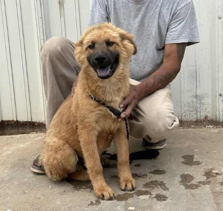 Photo of SPONSOR OR FOSTER ME - Pooh Bear