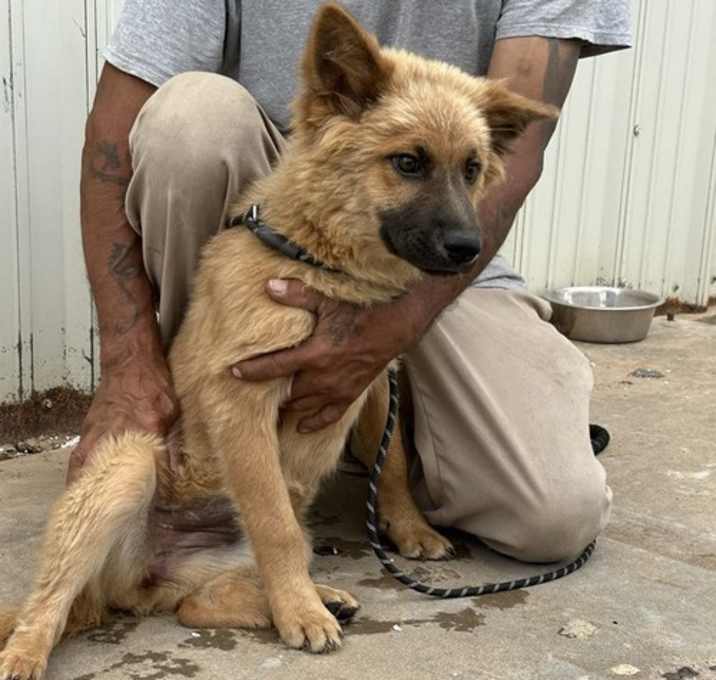 Photo of FOSTER ME - Honey