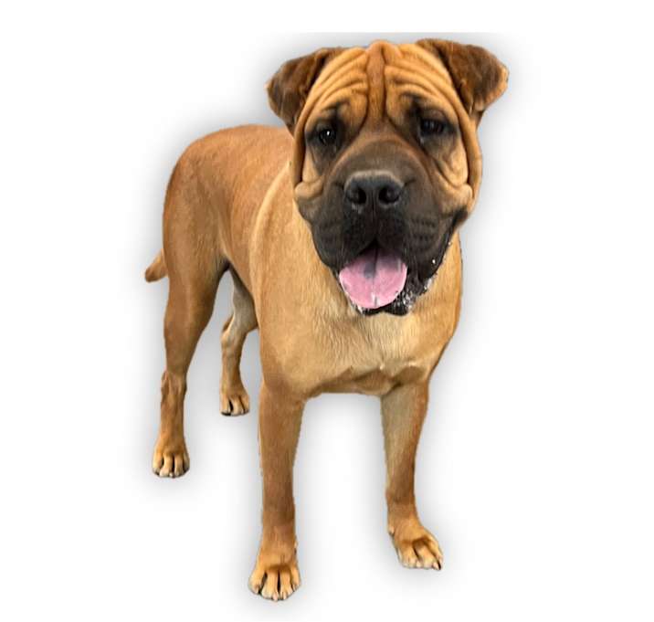 Photo of CHATO