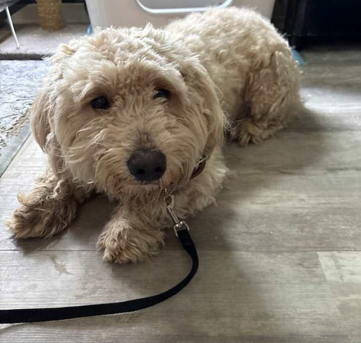 Photo of George aka Fozzie Bear