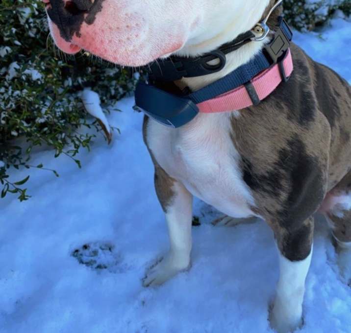Photo of Paisley
