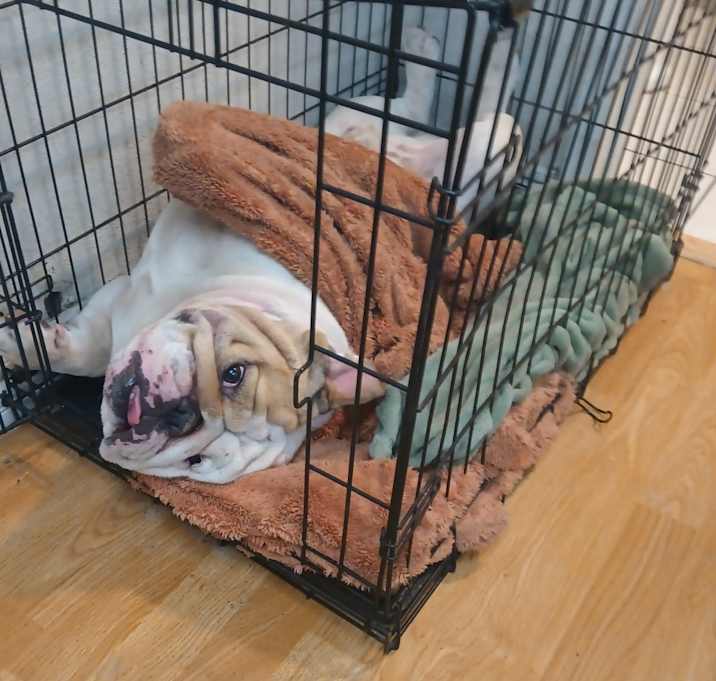 Photo of Gator