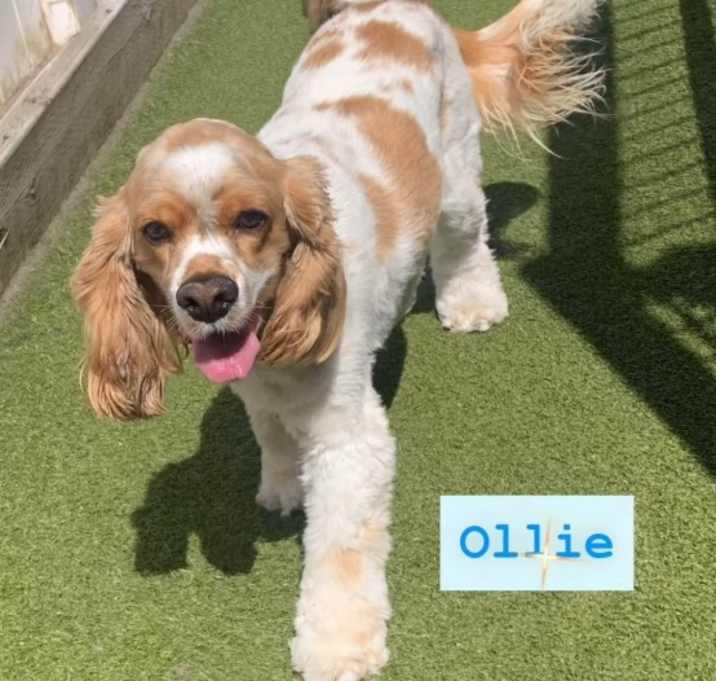 Photo of Ollie