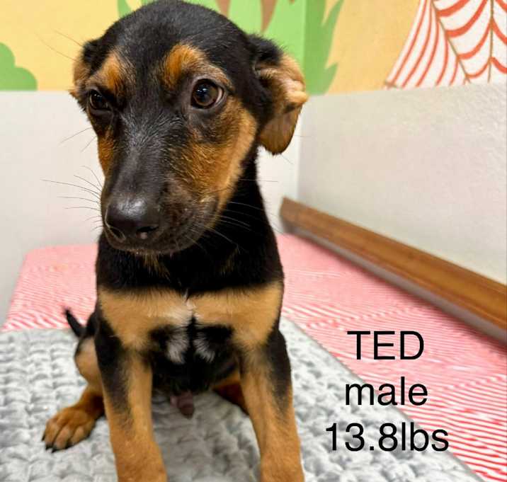 Photo of Ted