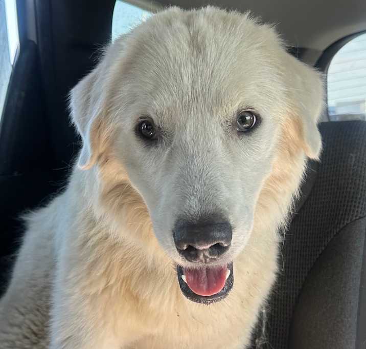 Photo of Petey