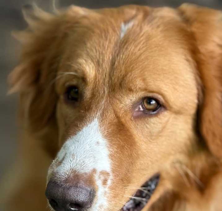 Photo of Basil