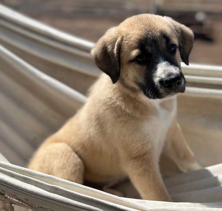 Photo of Chilly