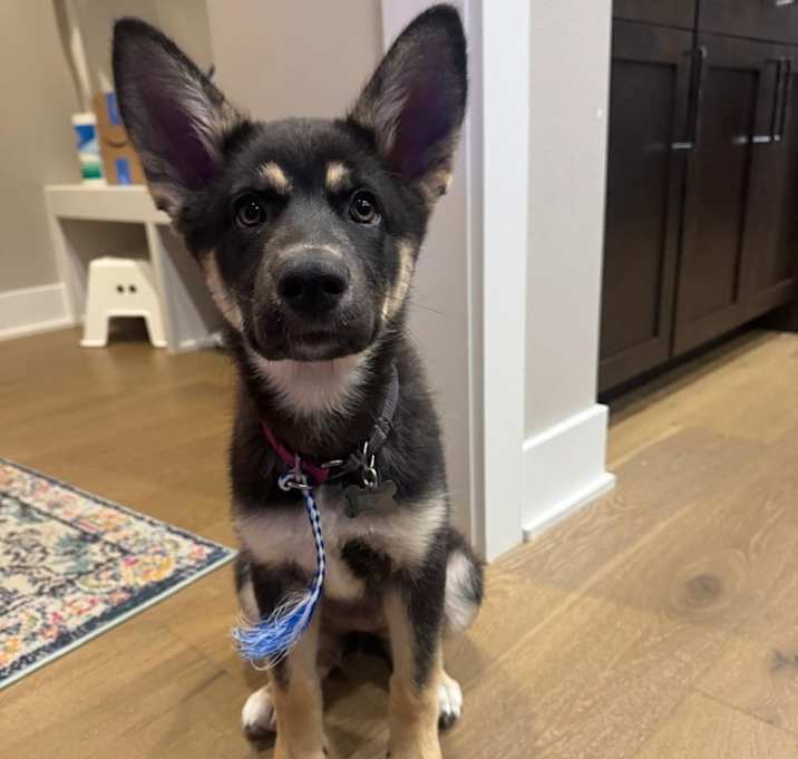 Photo of Willow
