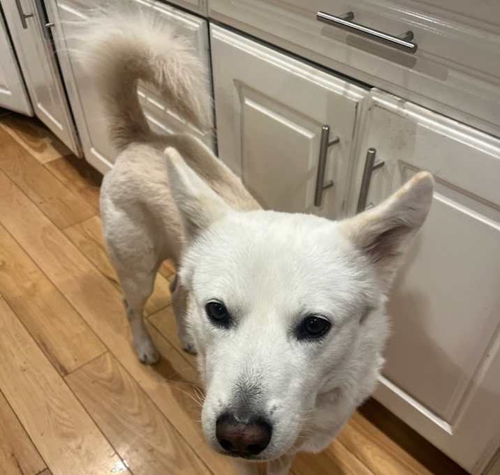 Photo of toto
