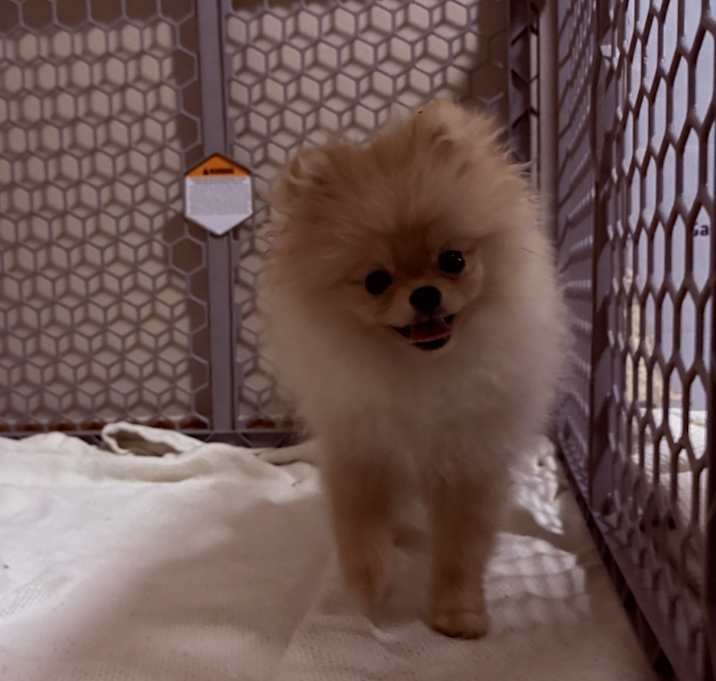 Photo of Pommy