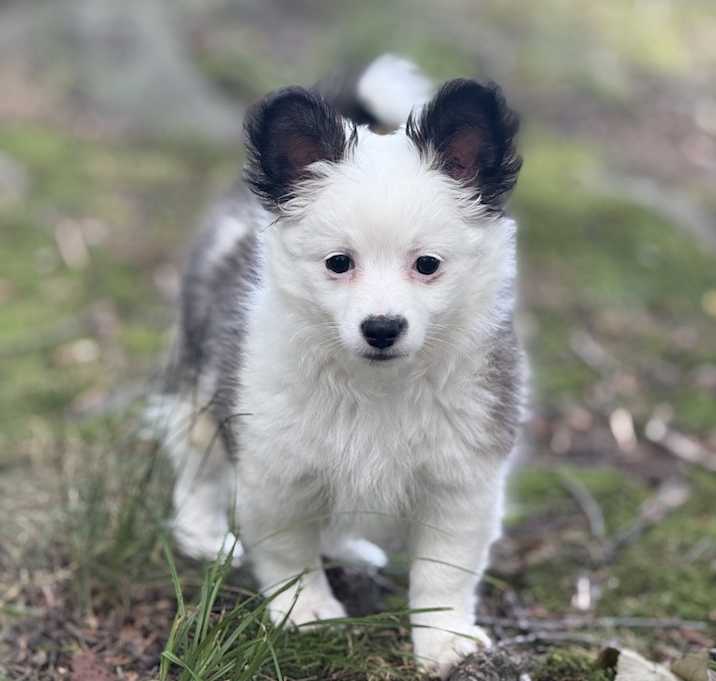 Photo of Gypsy