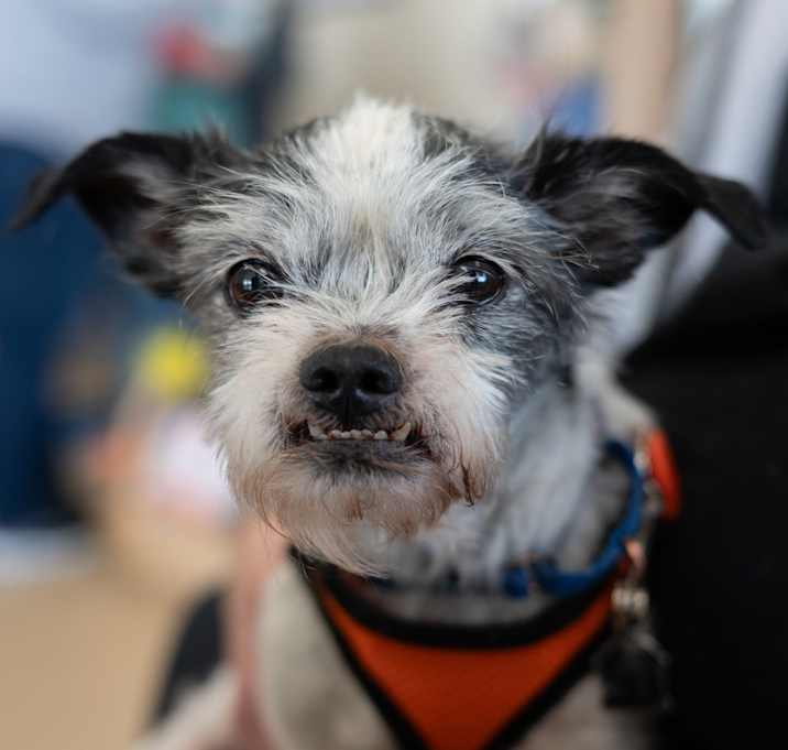 Photo of Duke