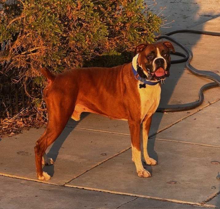 Photo of Louie