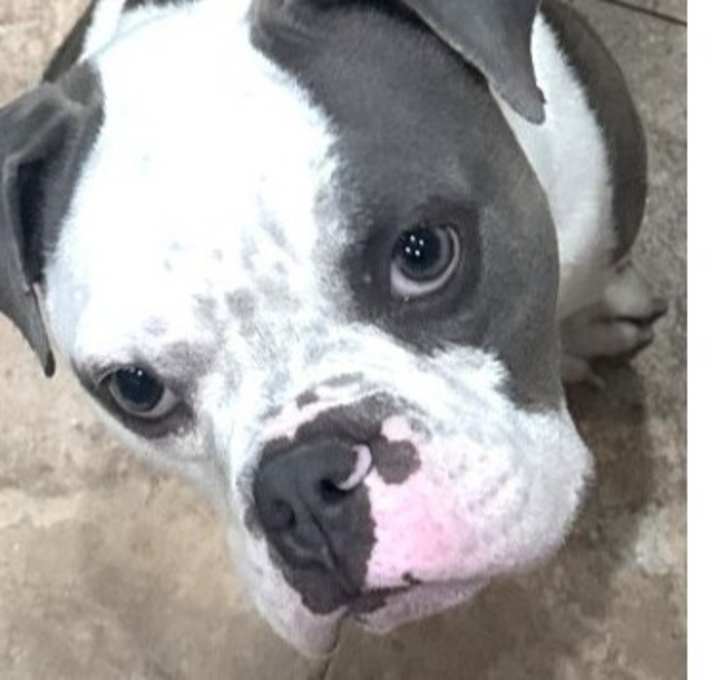 Photo of Sookie (Eeyore)