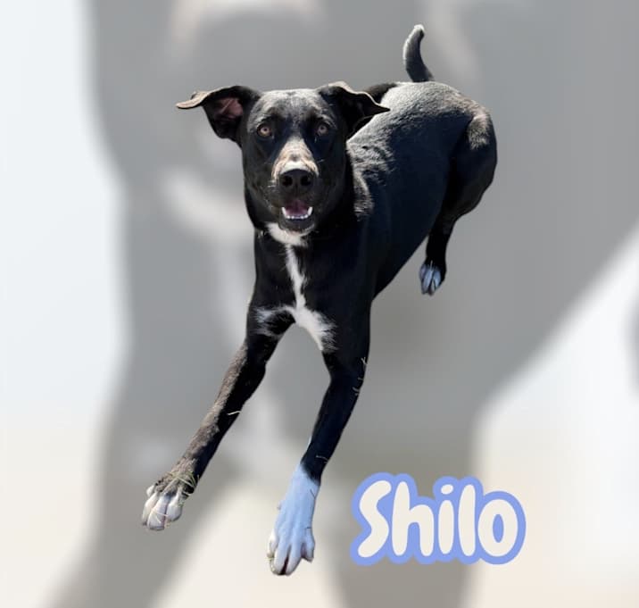 Photo of SHILO