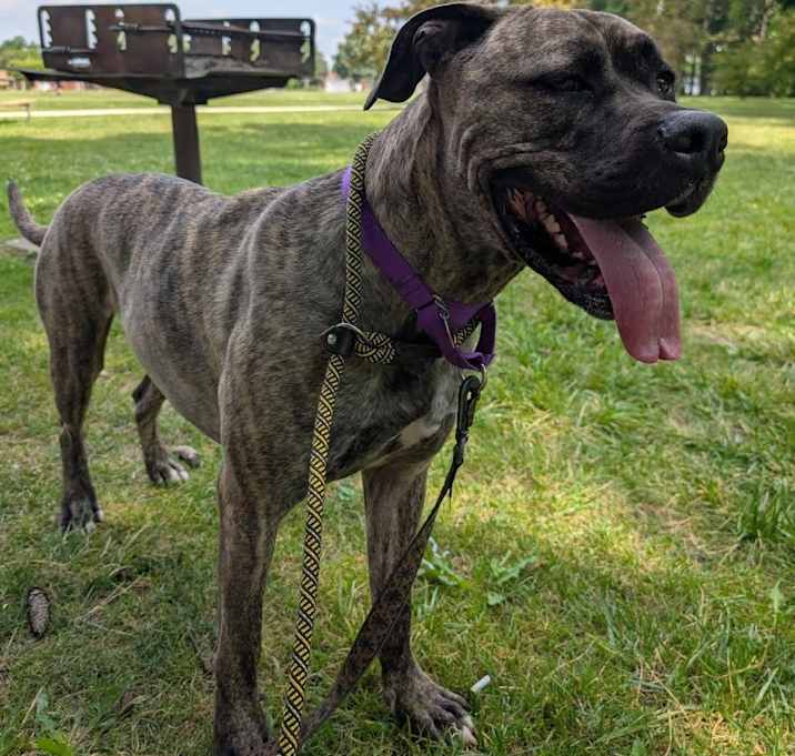 Photo of Angus