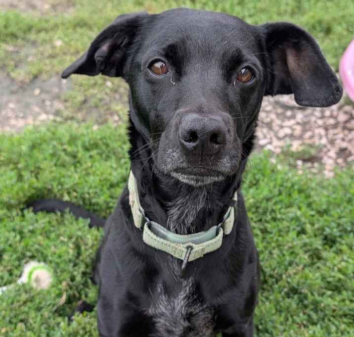 Photo of Odie