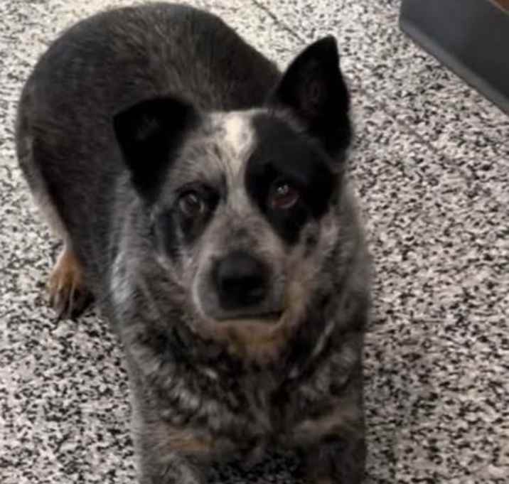 Photo of Molly the Cattle Dog