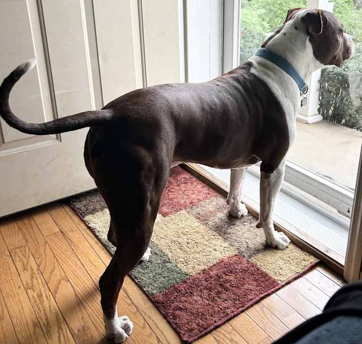 Photo of Rocky
