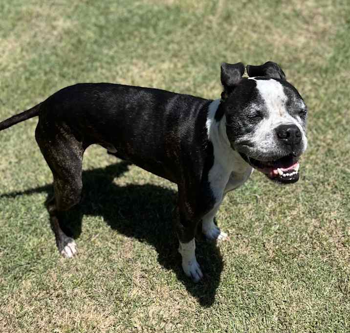 Photo of Diesel