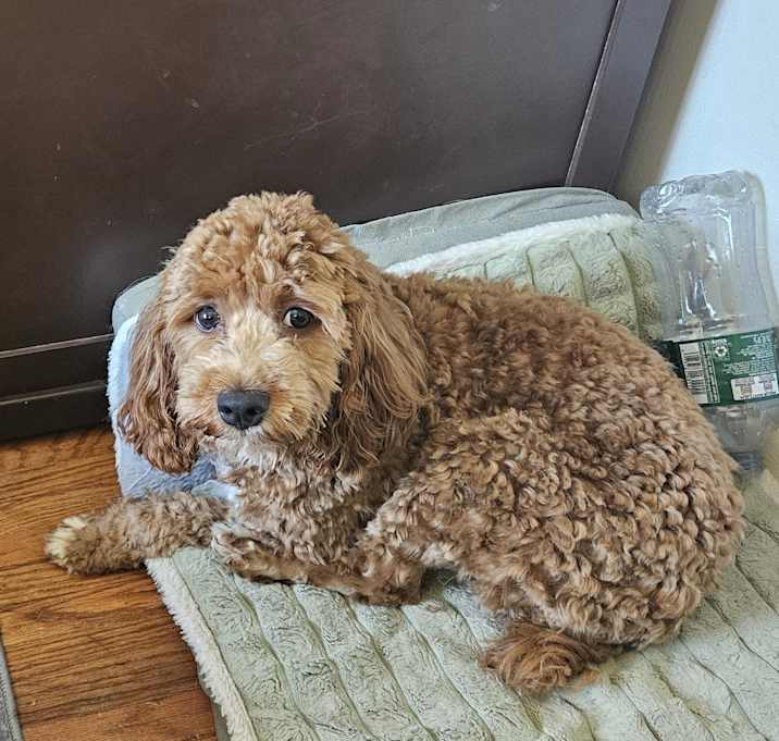 Photo of Asher