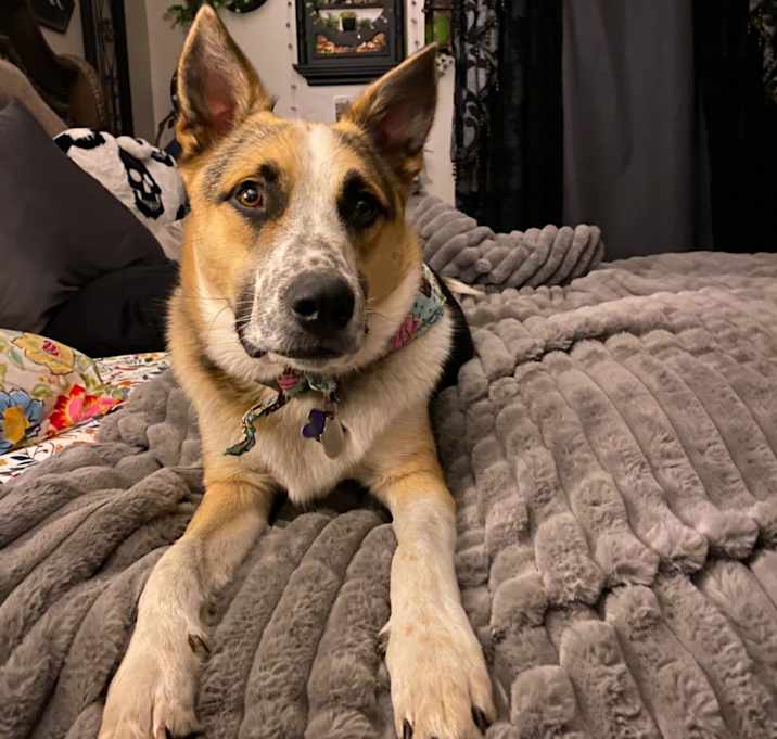 Photo of Loki