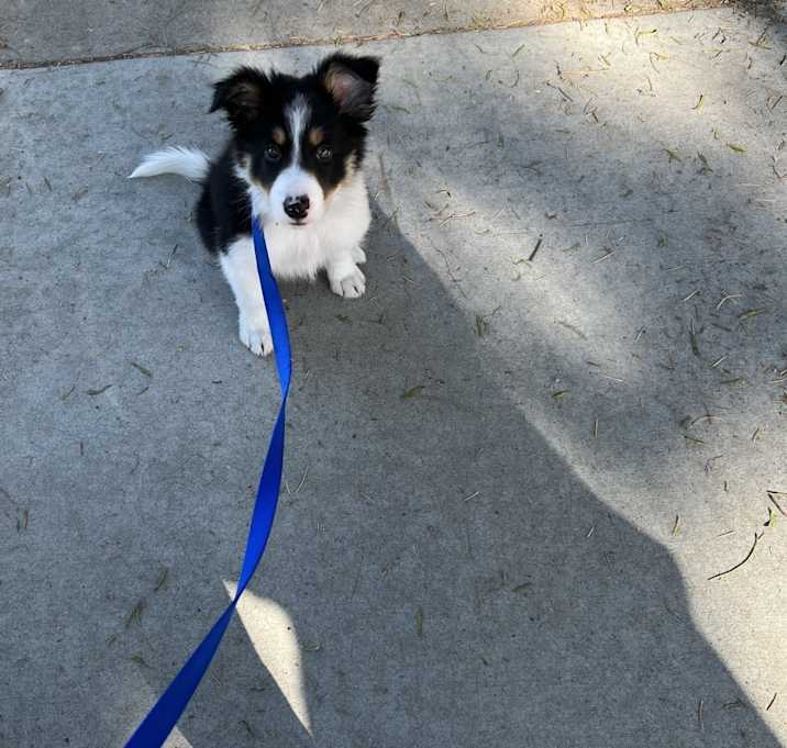 Photo of Milo